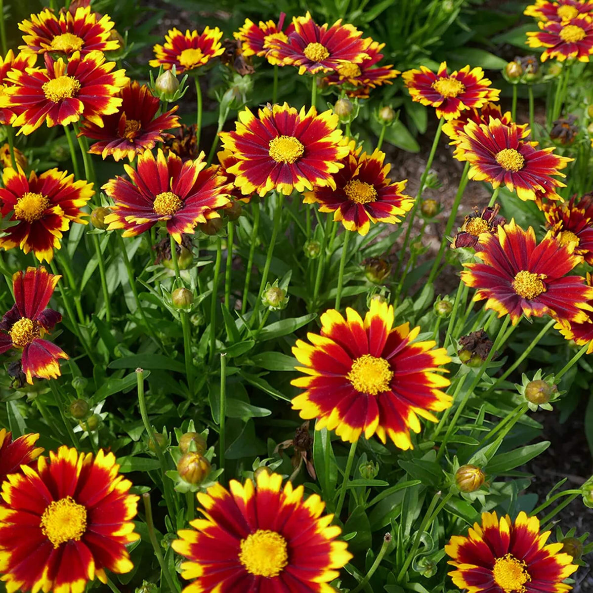 Flower Seed Mix plant