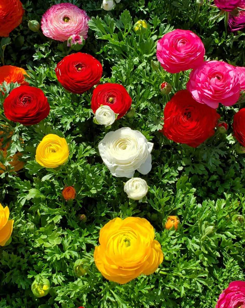 Ranunculus Asiaticus flower seeds
