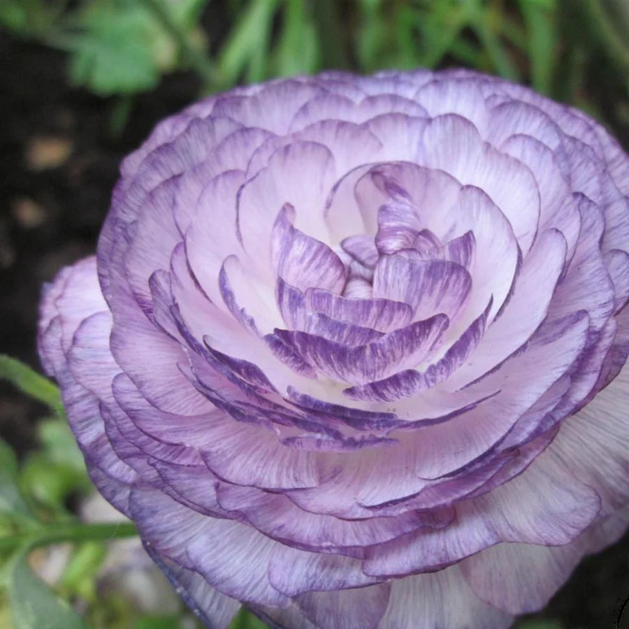 White Purple flower seeds