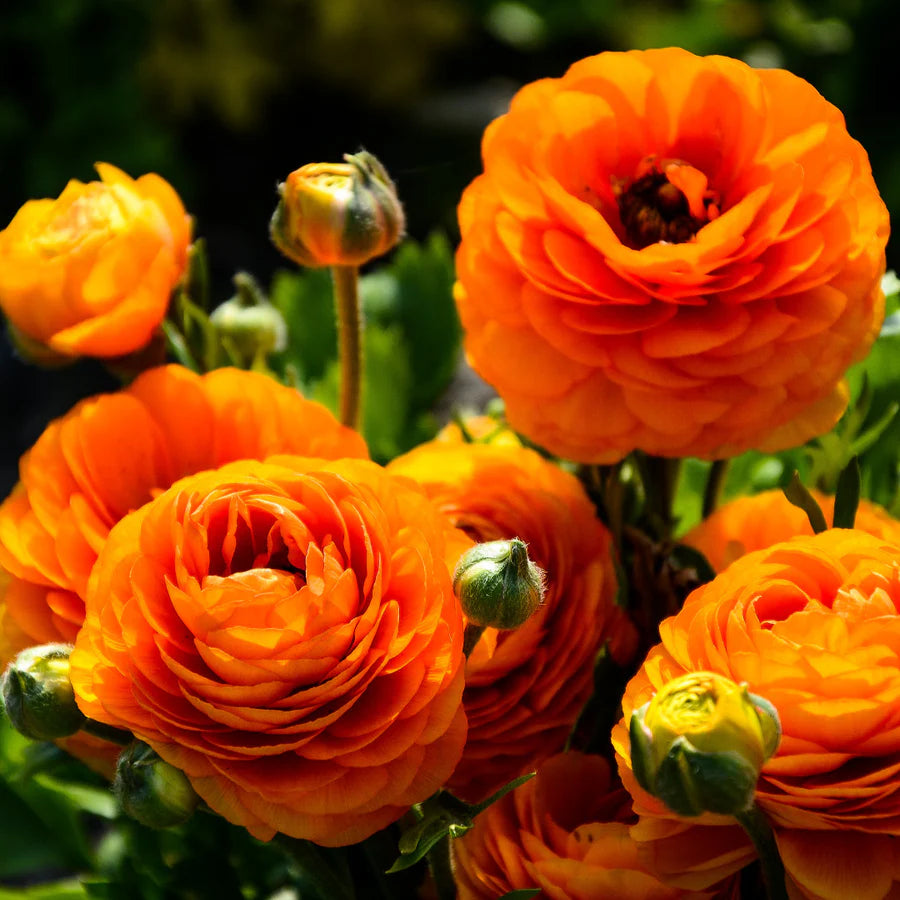 Yellow Red flower seeds