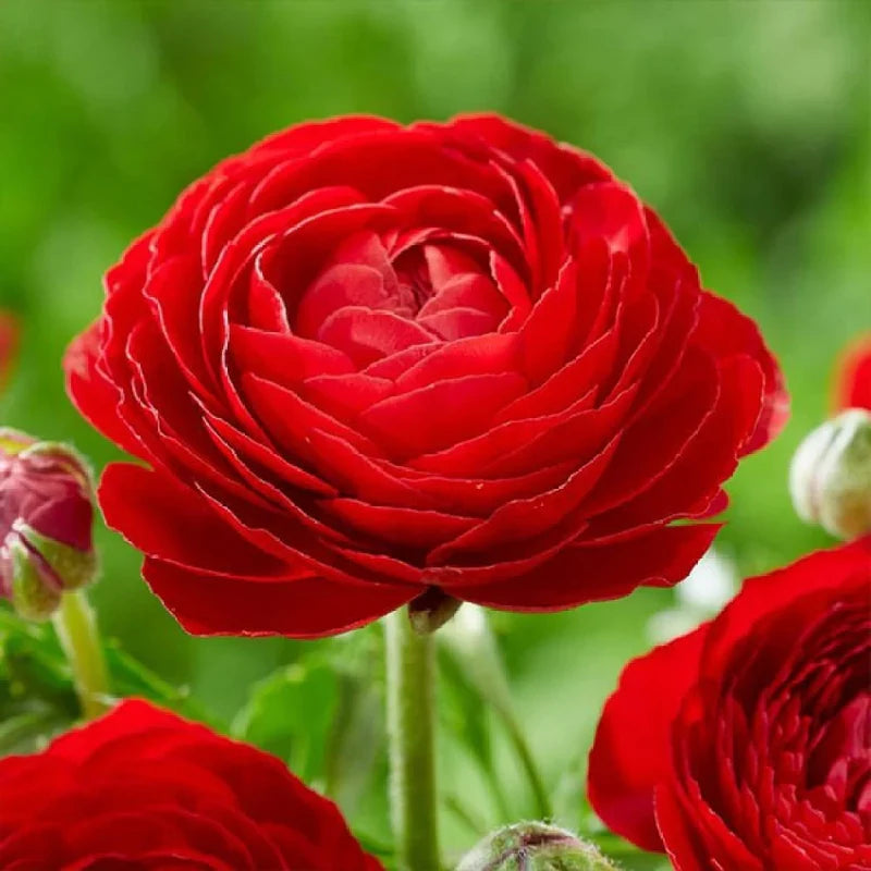 Red Ranunculus flower seeds