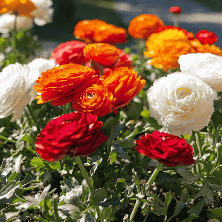 Ranunculus flower seeds