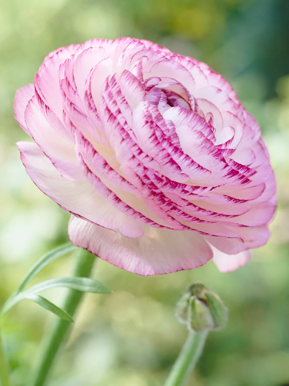 Pink White flower seeds