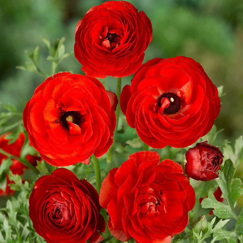 Deep Red flower seeds
