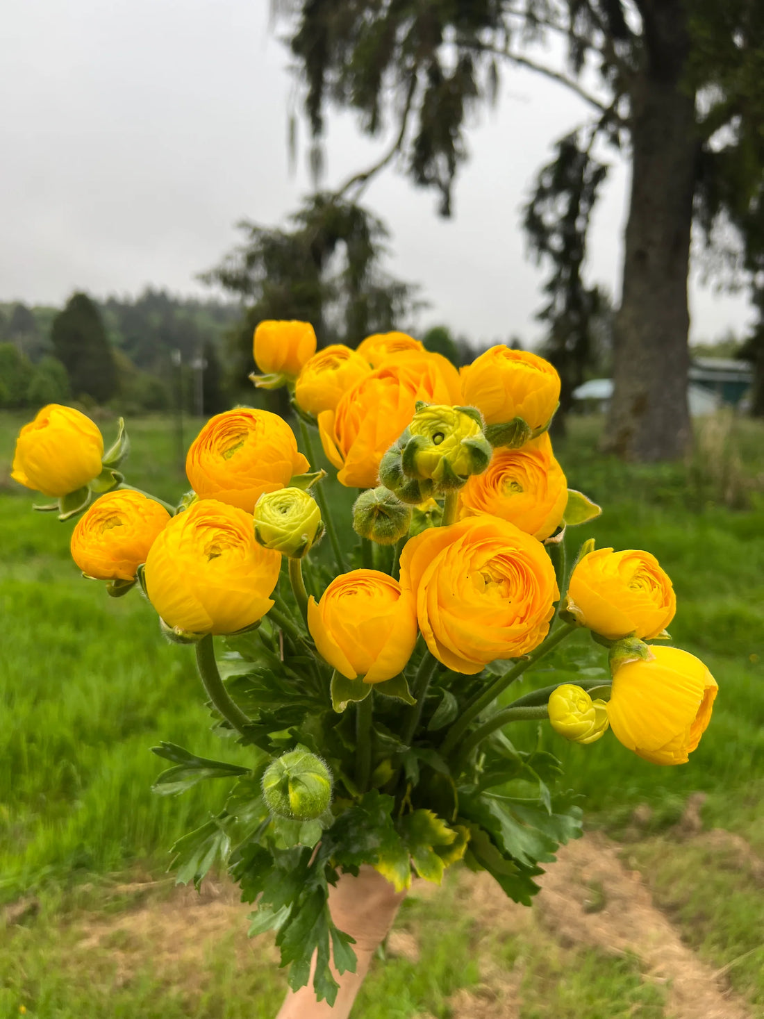Yellow Ranunculus flower seeds