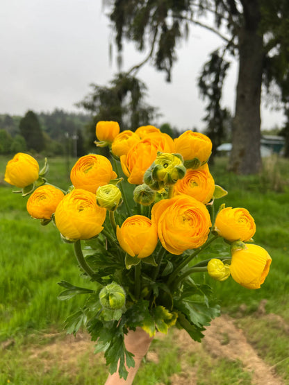 Yellow Ranunculus flower seeds