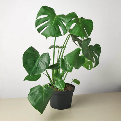 Rare Aroid plant