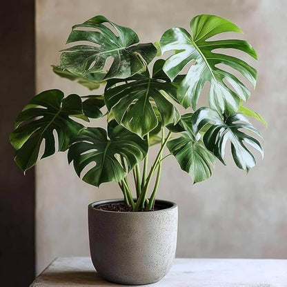 Rare Aroid plant