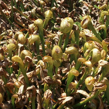 Rare Carnivorous Plant