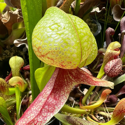 Rare Carnivorous Plant