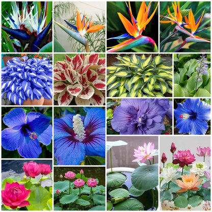 Flower Collection Kit plant