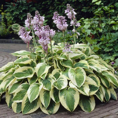 Flower Collection Kit plant