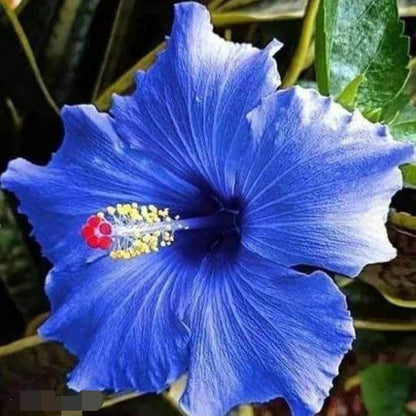 Flower Collection Kit plant