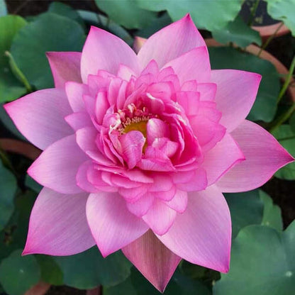 Flower Collection Kit plant