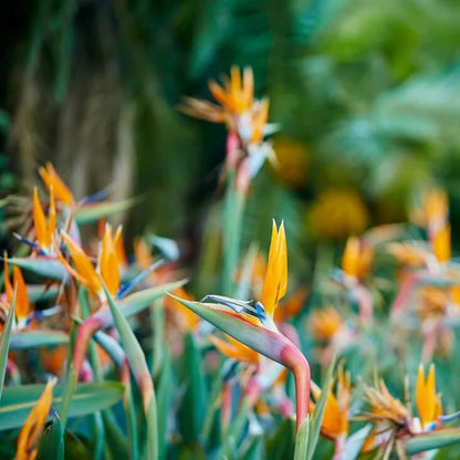 Flower Collection Kit plant