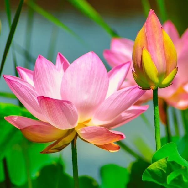 Flower Collection Kit plant