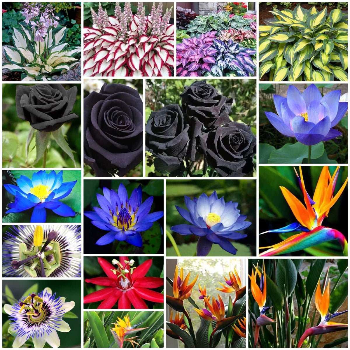 Flower Garden Kit plant