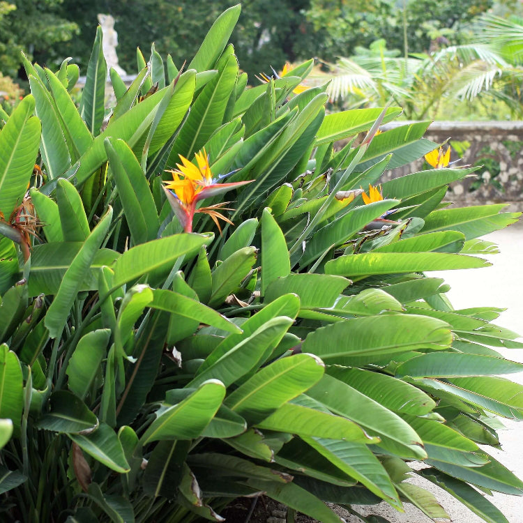 Flower Garden Kit plant