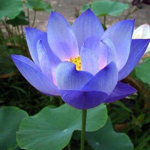 Flower Garden Kit plant