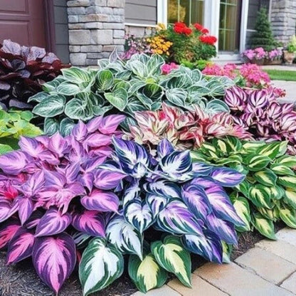 Flower Garden Kit plant