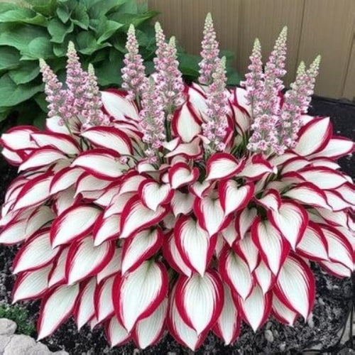 Flower Garden Kit plant