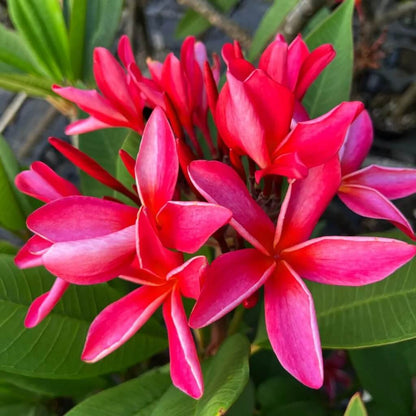 Rare Frangipani plant