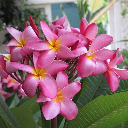 Rare Frangipani plant