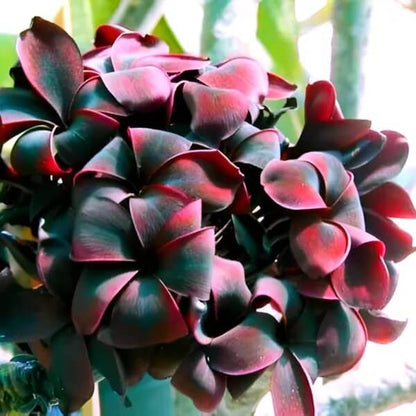 Rare Frangipani plant