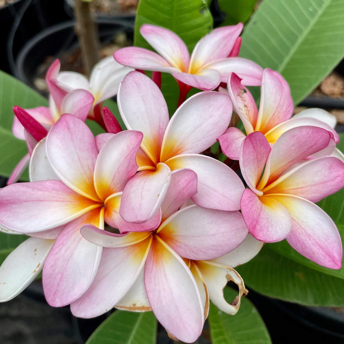 Rare Frangipani plant