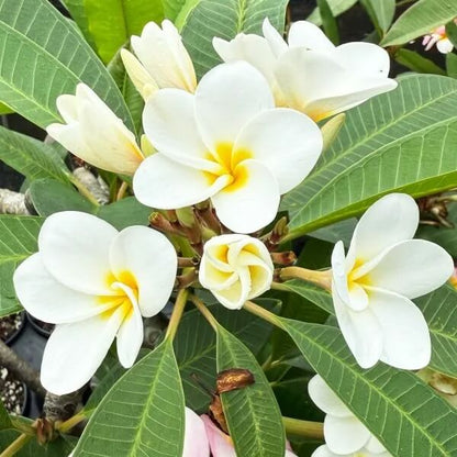 Rare Frangipani plant
