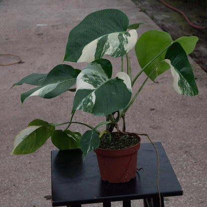 Rare Houseplants plant