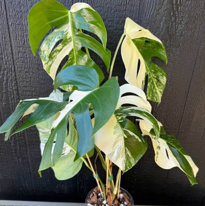 Rare Houseplants plant