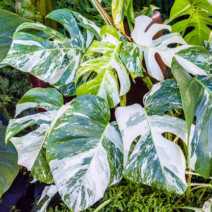 Rare Monstera plant