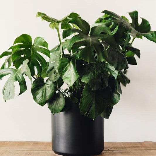 Rare Monstera plant