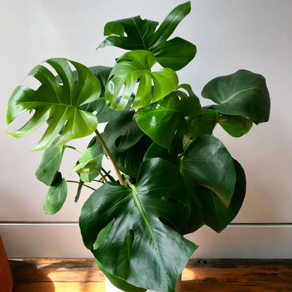 Rare Monstera plant
