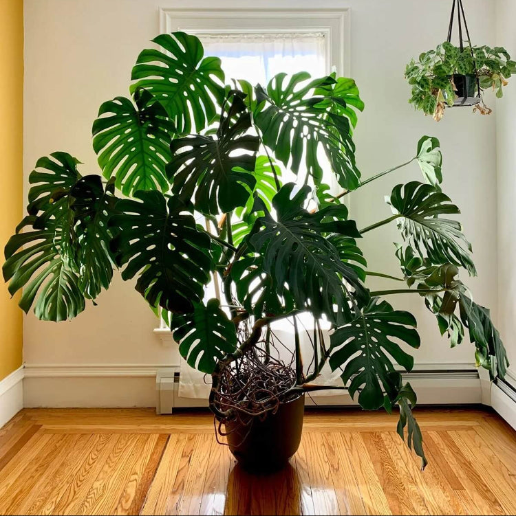 Rare Monstera plant