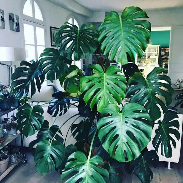 Rare Monstera plant