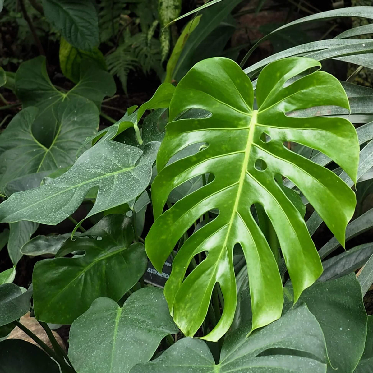 Rare Monstera plant