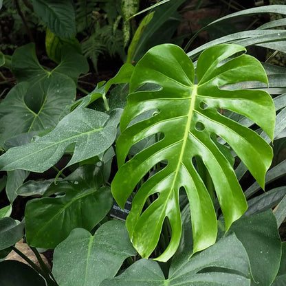 Rare Monstera plant
