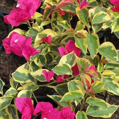 Raspberry Ice Bougainvillea plant