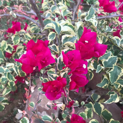 Raspberry Ice Bougainvillea plant