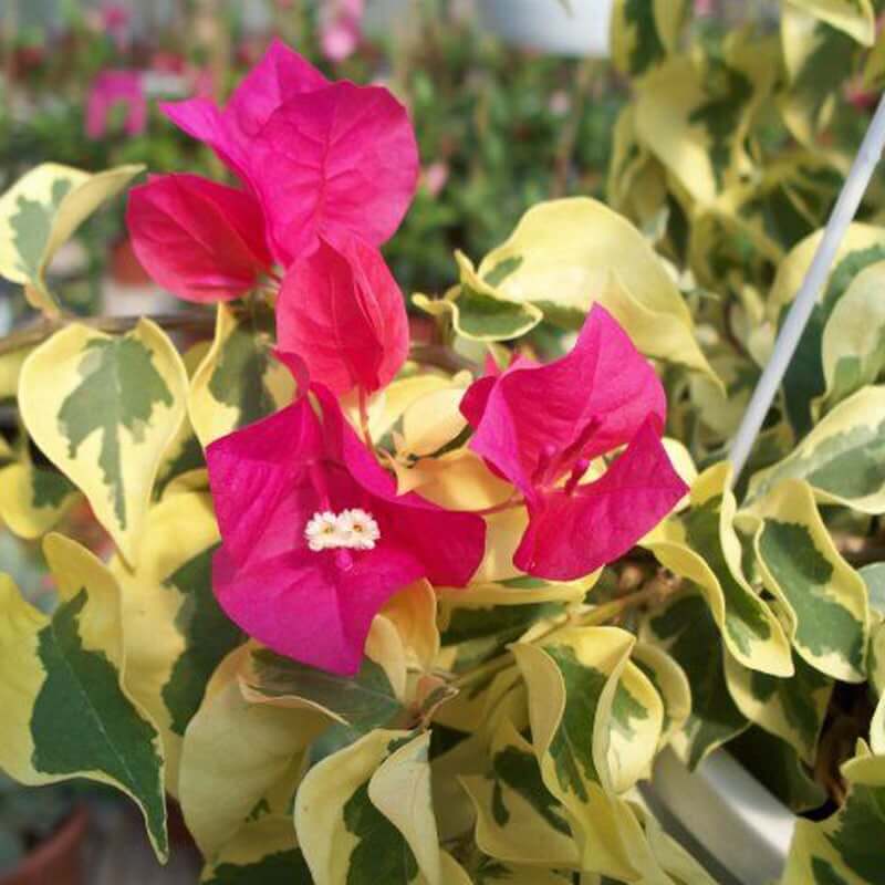 Raspberry Ice Bougainvillea plant