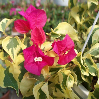 Raspberry Ice Bougainvillea plant