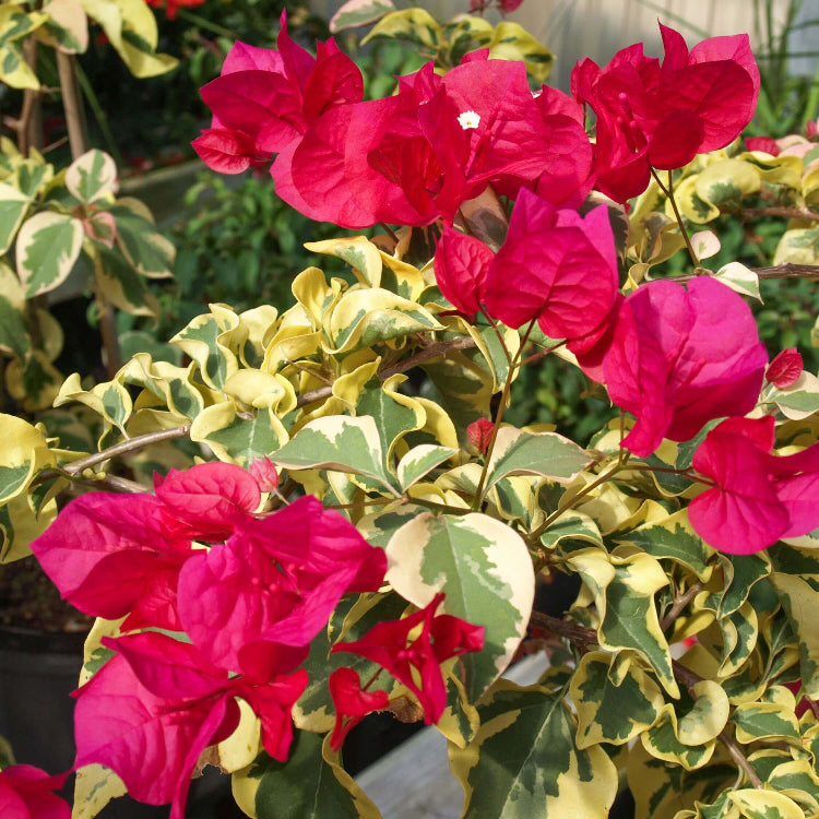 Raspberry Ice Bougainvillea plant