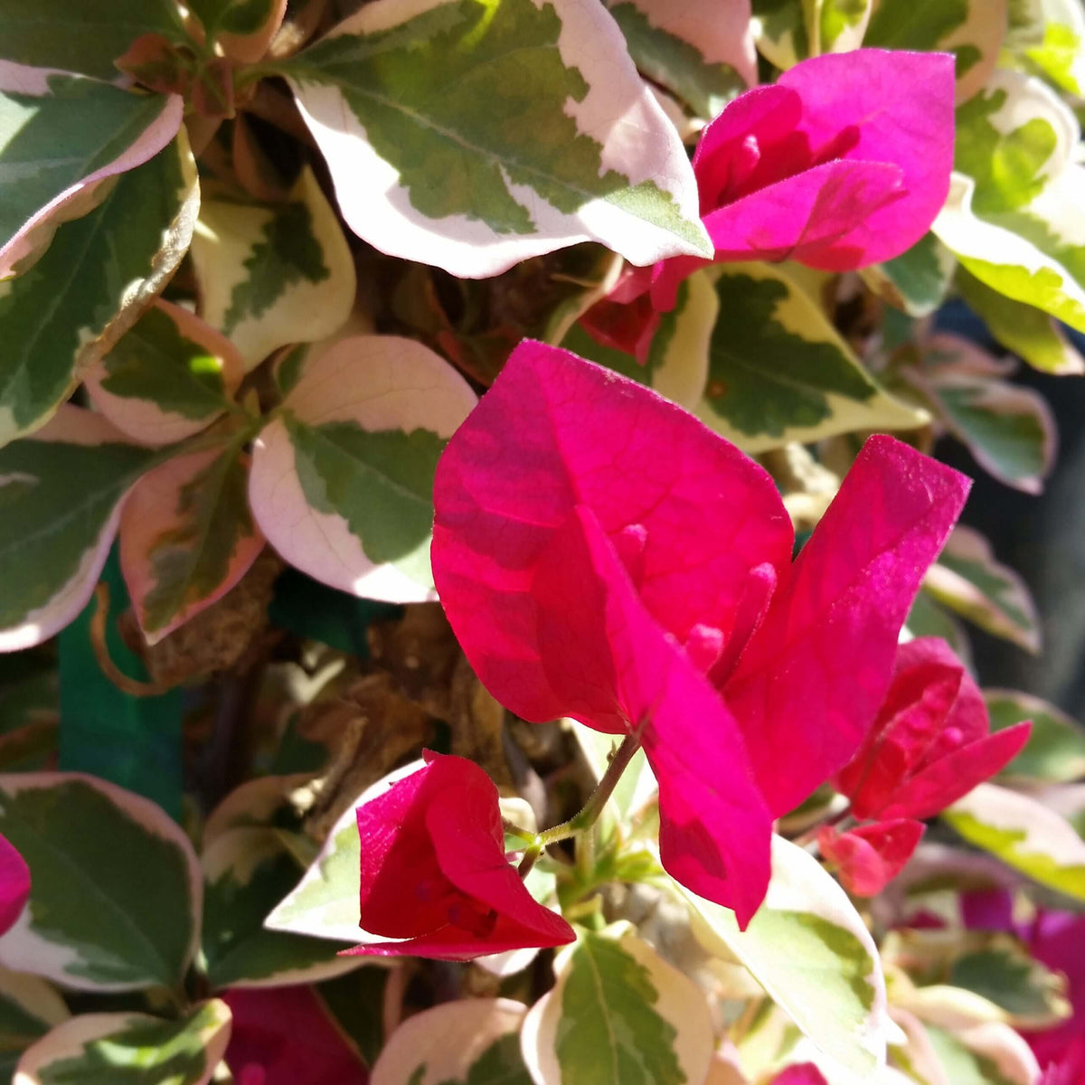 Raspberry Ice Bougainvillea plant