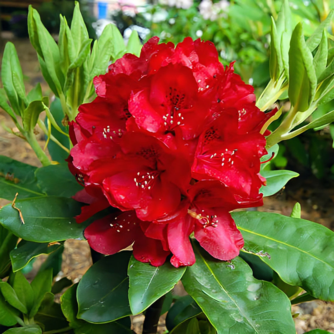 Red Rhododendron flower seeds