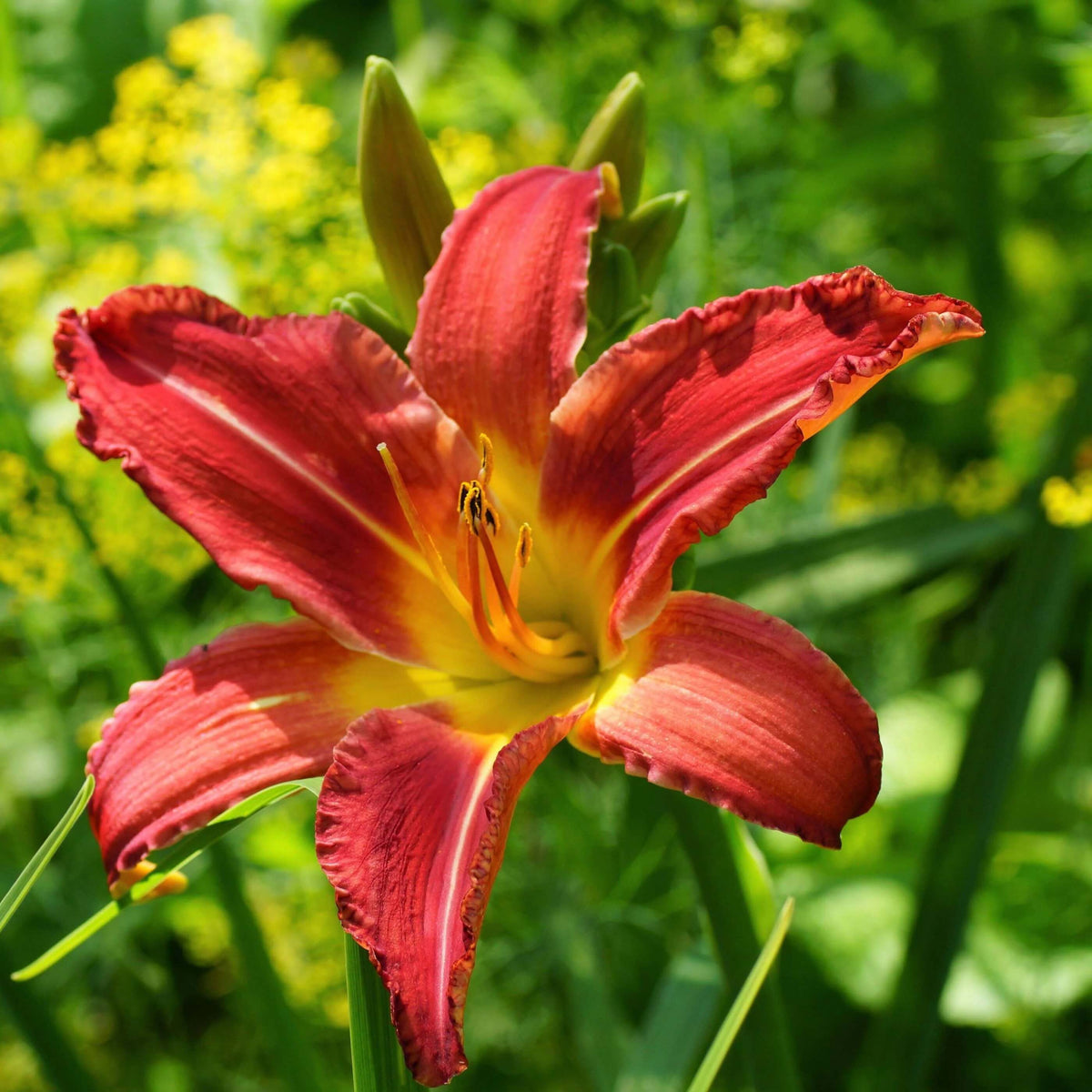 Reblooming Daylily plant