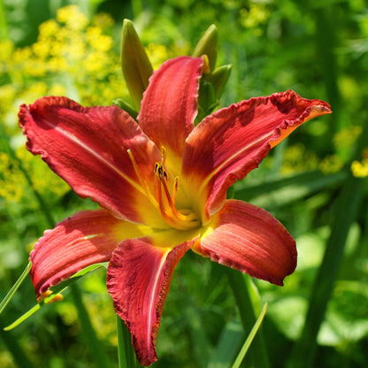 Reblooming Daylily plant