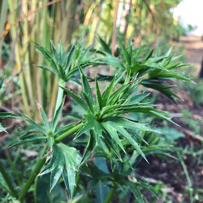 Recao plant