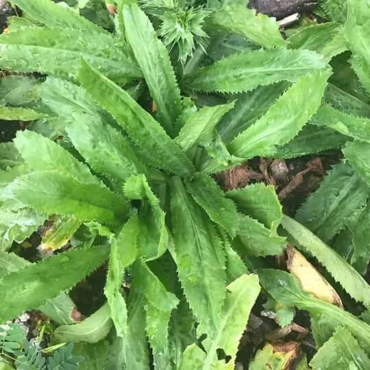 Recao plant